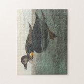 Puzzle Impression de Macreuse noire d'Audubon : Canard cô (Vertical)