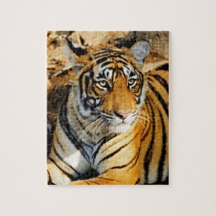 Puzzle Inde, Sawai Madhopur, Ranthambore National