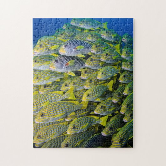 Puzzle Indonésie. Poisson scolaire (Vertical)