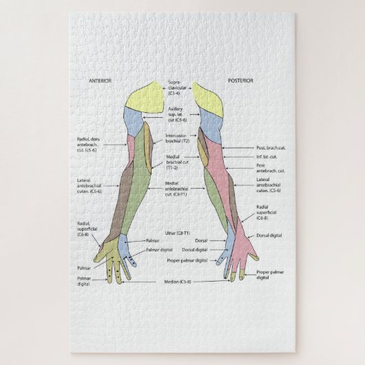 Puzzle Innervation cutanée du membre supérieur du système (Vertical)