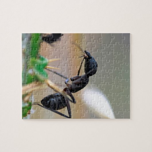 Puzzle Insecte mangeur de fourmis (Horizontal)