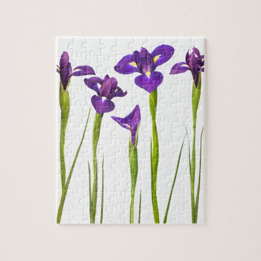 Puzzle Iris pourpres d'isolement sur un arrière - plan (Vertical)
