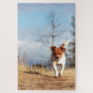 Puzzle Jack Russel sur la course…
