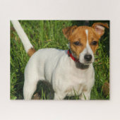 Puzzle Jack Russell Terrier Chien Chien Chien Chien Jigsa (Horizontal)