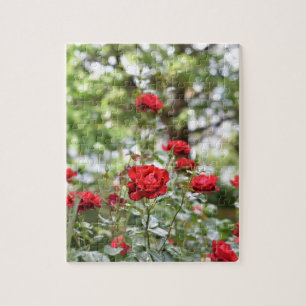Puzzle Jardin de la photographie de la nature des Roses r