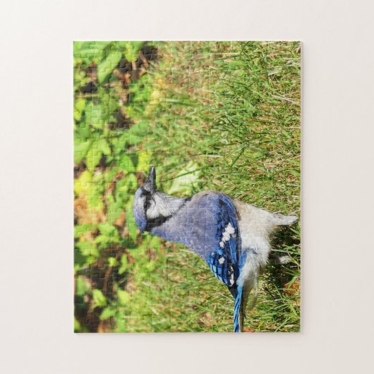 Puzzle Jay bleu du nord (Vertical)