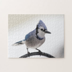 Puzzle Jay bleu en hiver