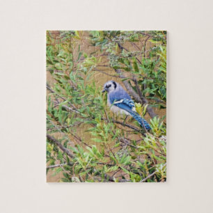 Puzzle Jay bleu sur le myrte de cire