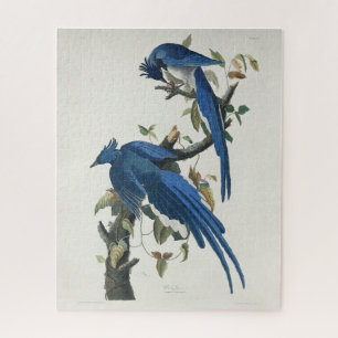 Puzzle Jay noir à pâte molle à tarte noire Audubon Columb