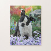 Jeu mignon 11x14 de chiot de chien de Boston