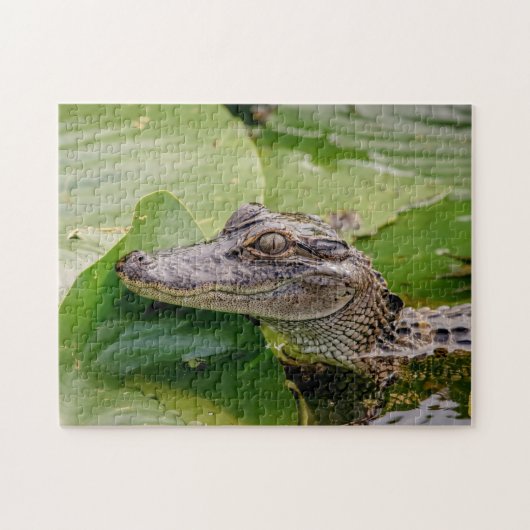 Puzzle Jeune Alligator (Horizontal)