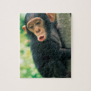 Puzzle Jeune chimpanzé (poitrine troglodytique)