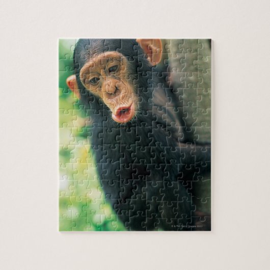 Puzzle Jeune chimpanzé (poitrine troglodytique) (Vertical)