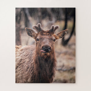 Puzzle Jeune élan mâle drôle animal sauvage
