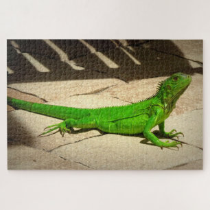 Puzzle Jeune Iguana verte sur le chemin de la roche