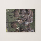 Puzzle Jeune mouton de Bighorn (Horizontal)
