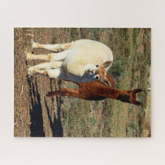 Puzzle Jeunes Alpacas Blancs Et Brown (Horizontal)