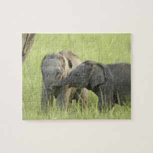 Puzzle Jeunes éléphants d'Inde / d'Asie
