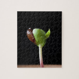 Puzzle Jeunes plantes d'Apple avec la coquille de graine