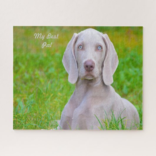 Puzzle Jigsaws de Chien Weimaraner. (Horizontal)