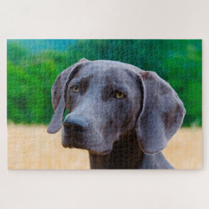 Puzzle Jigsaws de Chien Weimaraner.