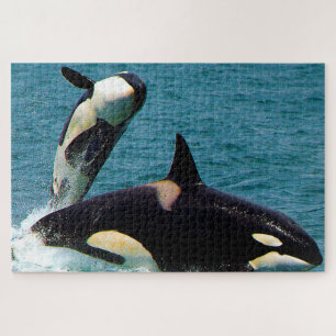 Puzzle Jigsaws Orques ou baleines tueuses