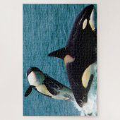 Puzzle Jigsaws Orques ou baleines tueuses (Vertical)