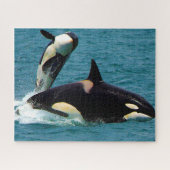 Puzzle Jigsaws Orques ou baleines tueuses (Horizontal)
