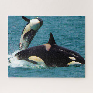 Puzzle Jigsaws Orques ou baleines tueuses