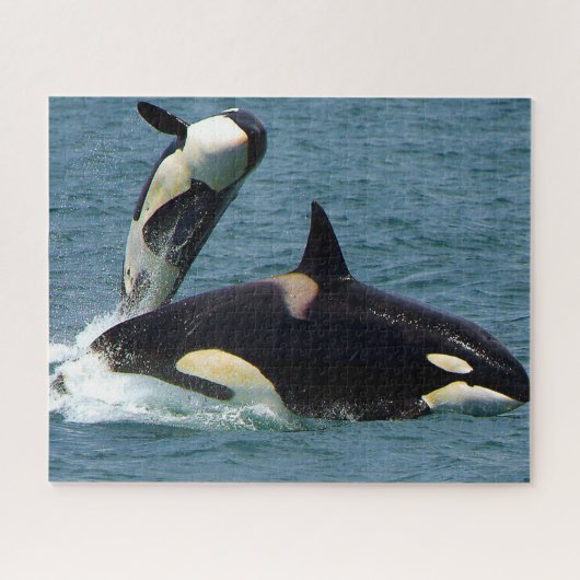 Puzzle Jigsaws Orques ou baleines tueuses (Horizontal)