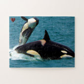 Puzzle Jigsaws Orques ou baleines tueuses (Horizontal)
