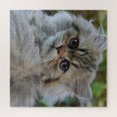 Puzzle Joli chaton persan (Horizontal)