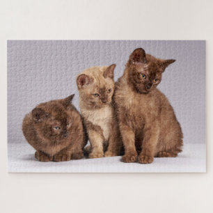 Puzzle Joli Chatons