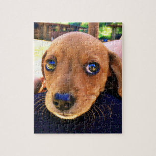 Puzzle Joli chien chiot Brown Dachshund