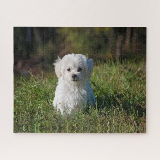 Puzzle Joli chiot blanc (Horizontal)
