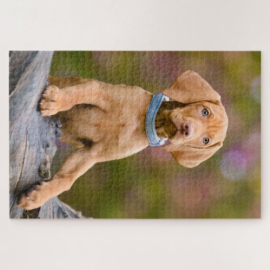 Puzzle Joli chiot hongrois Vizsla Chien Chien Chien Chien (Horizontal)