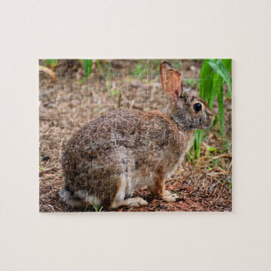 Puzzle Joli lapin sauvage