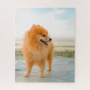 Puzzle Joli Pomeranian orange sur la plage ensoleillée d'