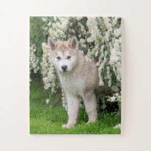 Puzzle Jolie chiot de chien malamué de l'Alaska en fleurs
