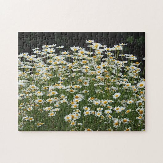 Puzzle Jolie marguerite blanche Photo florale (Horizontal)
