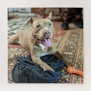 Puzzle Jours heureux avec photo en couleur de Pit Bull so