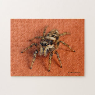 Puzzle Jumping Spider