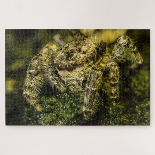 Puzzle Jumping spider on the moss foto Legpuzzel (Horizontaal)