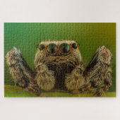 Puzzle Jumping spider photo (Horizontal)