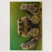 Puzzle Jumping spider photo (Vertical)