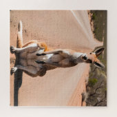 Puzzle Kangaroo dans l'arrière-plan (Horizontal)