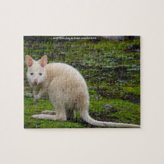 Puzzle Kangourou albinos australien (Horizontal)