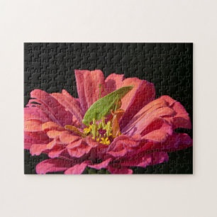 Puzzle Katydid sur Zinnia