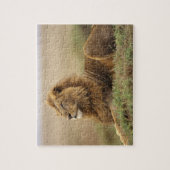 Puzzle Kenya, Masai Mara | Lion mâle (Vertical)