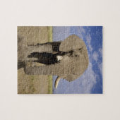 Puzzle Kenya : Parc national d'Amboseli, éléphant mâle (Horizontal)